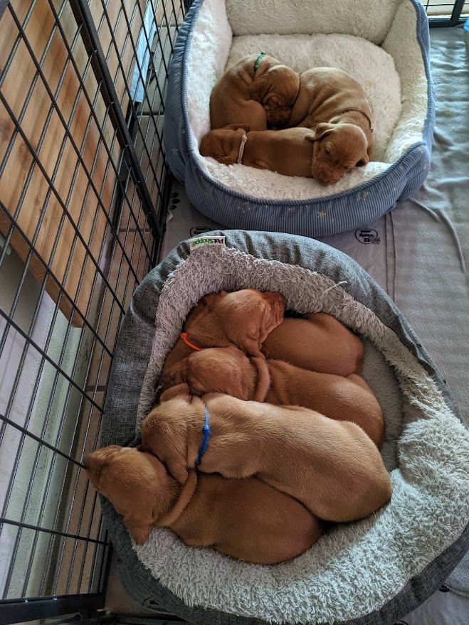 Tappancs Bator on point, bird visible ahead